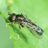Neoascia podagrica